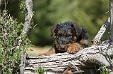 AIREDALE TERRIER 238